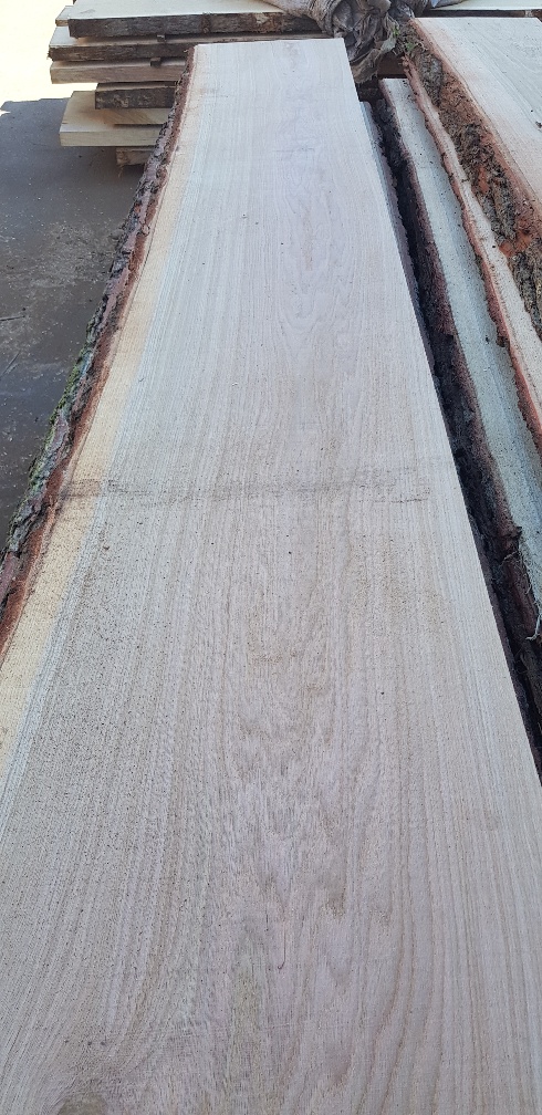 unbesäumtes Eichenschnittholz - unedged oak lumber